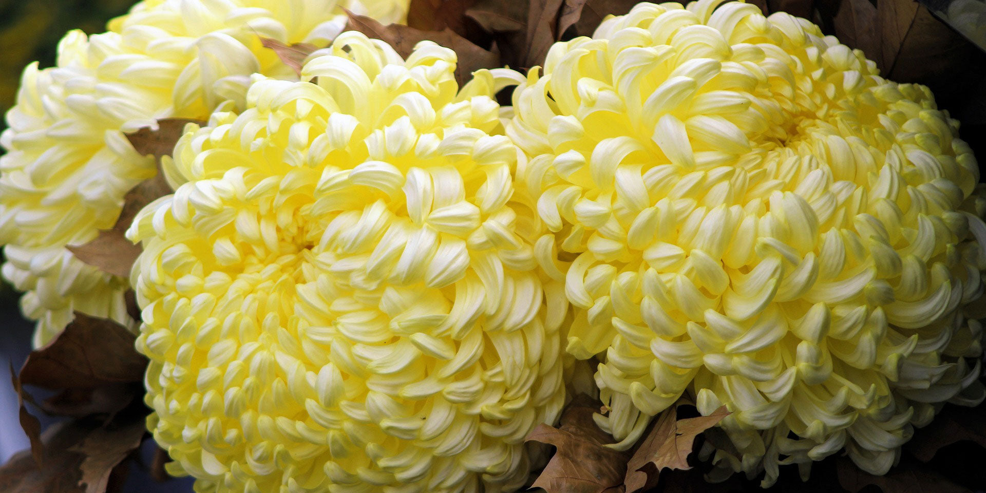 chrysantheme